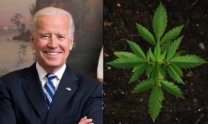 Biden Transition Team Highlights Top Health Pick’s Medical Marijuana Work – Marijuana Moment